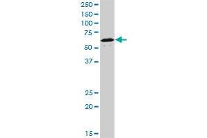 Western Blotting (WB) image for anti-Nuclear Receptor Subfamily 1, Group D, Member 1 (NR1D1) (AA 1-614) antibody (ABIN564127)