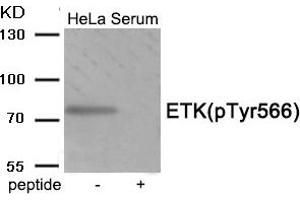 Western blot analysis of extracts from HeLa cells treated with Serum using Phospho-ETK (Tyr566) antibody. (BMX anticorps  (pTyr566))