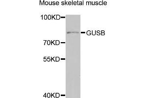 Western blot analysis of extracts of mouse skeletal muscle, using GUSB antibody (ABIN5974998) at 1/1000 dilution. (Glucuronidase beta anticorps)