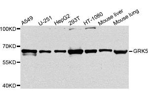Western blot analysis of extracts of various cell lines, using GRK5 antibody (ABIN5972073) at 1/1000 dilution. (GRK5 anticorps)