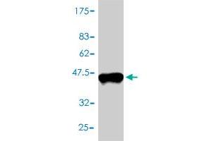 Western Blot detection against Immunogen (37. (TXN anticorps  (AA 1-105))