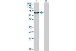 Western Blot analysis of CDADC1 expression in transfected 293T cell line by CDADC1 MaxPab polyclonal antibody. (CDADC1 anticorps  (AA 1-514))