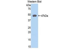 Western Blotting (WB) image for anti-Lysosomal-Associated Membrane Protein 2 (LAMP2) (AA 193-375) antibody (ABIN1859613) (LAMP2 anticorps  (AA 193-375))