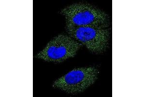 Immunofluorescence (IF) image for anti-Colony Stimulating Factor 1 (Macrophage) (CSF1) antibody (ABIN3002787) (M-CSF/CSF1 anticorps)