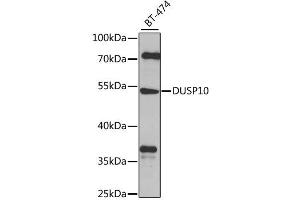 Western blot analysis of extracts of BT-474 cells, using DUSP10 antibody. (DUSP10 anticorps)