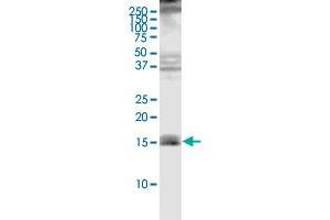 Western Blotting (WB) image for anti-Mitochondrial Import Receptor Subunit TOM20 homolog (TOMM20) (AA 1-145) antibody (ABIN564225)