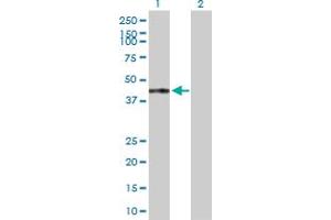 Western Blot analysis of TRAF1 expression in transfected 293T cell line by TRAF1 MaxPab polyclonal antibody. (TRAF1 anticorps  (AA 1-416))