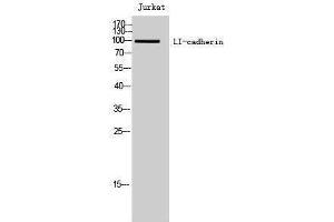 Western Blotting (WB) image for anti-LI Cadherin (Internal Region) antibody (ABIN3185381) (LI Cadherin anticorps  (Internal Region))