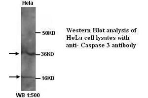 Image no. 1 for anti-Caspase 3 (CASP3) (Internal Region) antibody (ABIN790867) (Caspase 3 anticorps  (Internal Region))