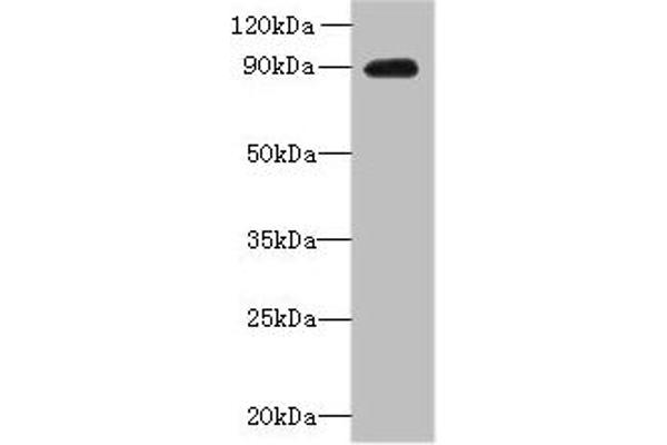 OXR1 anticorps  (AA 401-600)