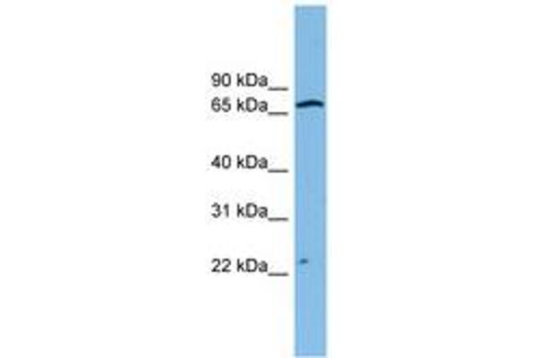 ZNF135 anticorps  (AA 71-120)