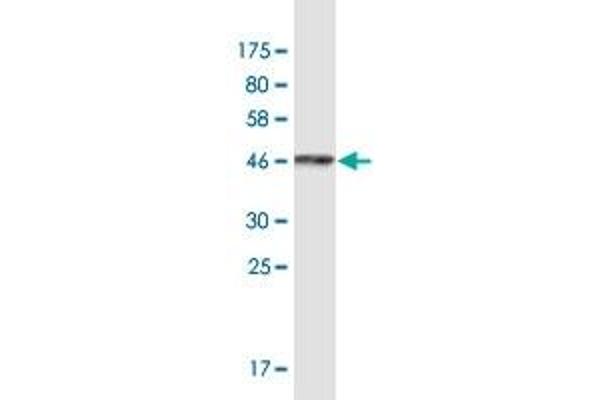 ARFGEF1 anticorps  (AA 311-411)