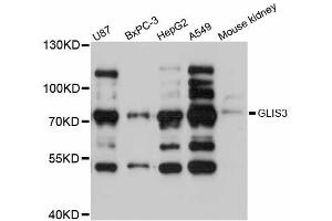Western blot analysis of extracts of various cell lines, using GLIS3 antibody (ABIN5997796) at 1:3000 dilution. (GLIS3 anticorps)