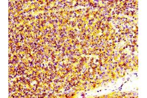 IHC image of ABIN7166058 diluted at 1:600 and staining in paraffin-embedded human tonsil tissue performed on a Leica BondTM system. (S1A4 (AA 2-101) anticorps)