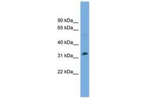 PHF13 anticorps  (AA 179-228)