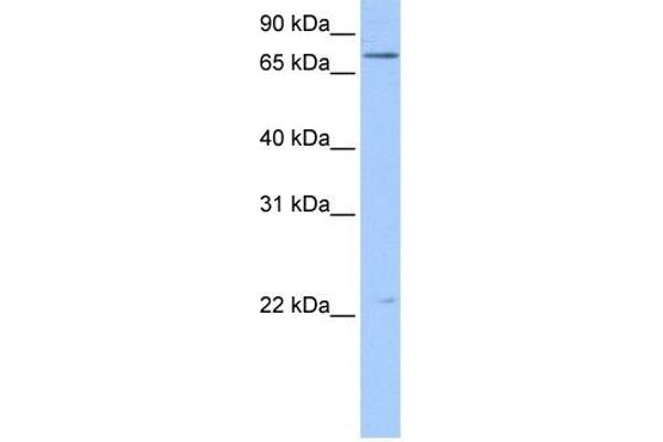 Filensin anticorps  (N-Term)