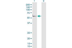 Western Blot analysis of MAP2K7 expression in transfected 293T cell line by MAP2K7 MaxPab polyclonal antibody. (MAP2K7 anticorps  (AA 1-426))