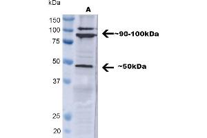 Western blot analysis of Human A549 showing detection of ~ 50 kDa TNF-R1 protein using Rabbit Anti-TNF-R1 Polyclonal Antibody (ABIN2482042). (TNFRSF1A anticorps  (AA 20-43) (PE))