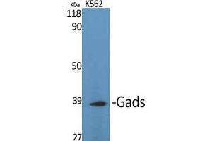 Western Blot (WB) analysis of specific cells using Gads Polyclonal Antibody. (GRAP2 anticorps  (Internal Region))