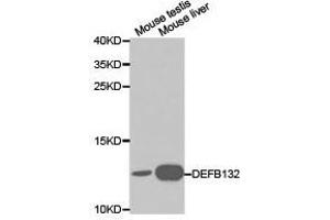 Western Blotting (WB) image for anti-Defensin, beta 132 (DEFB132) antibody (ABIN1872246) (DEFB132 anticorps)