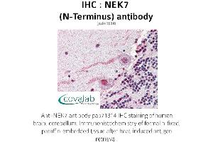 Image no. 1 for anti-NEK7 (NEK7) (N-Term) antibody (ABIN1737254) (NEK7 anticorps  (N-Term))