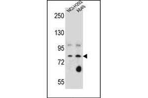 Western blot analysis of SCEL Antibody (Center) Cat. (SCEL anticorps  (Middle Region))