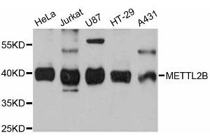 Western blot analysis of extracts of various cell lines, using METTL2B antibody (ABIN6290626) at 1:3000 dilution. (METTL2B anticorps)