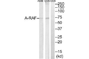 Western blot analysis of extracts from Cos7 and A549 cells, using A-RAF antibody. (ARAF anticorps  (Internal Region))