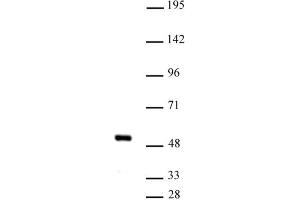 IRF-4 (pAb) tested by Western blot. (IRF4 anticorps  (C-Term))
