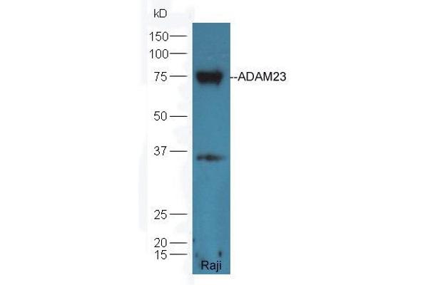 Adam23 anticorps  (AA 551-650)