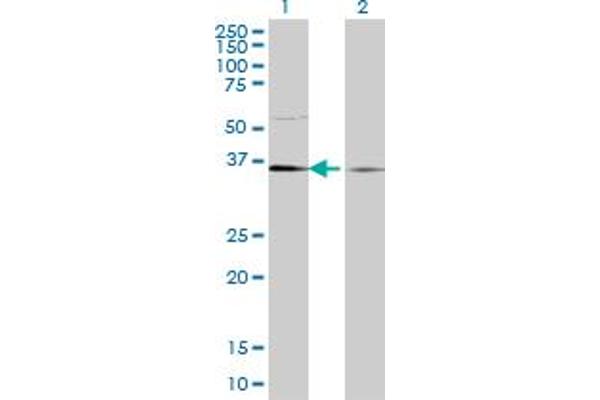 TCEA1 anticorps  (AA 81-185)