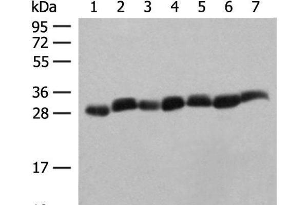 PSMA3 anticorps