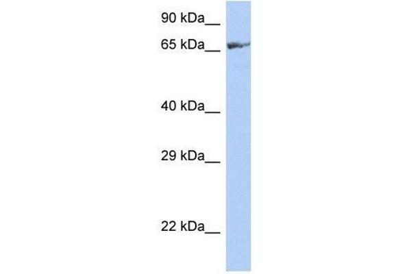 ZNF676 anticorps  (Middle Region)