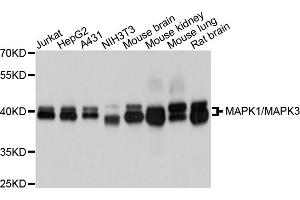 Western blot analysis of extracts of various cell lines, using MAPK1/MAPK3 antibody (ABIN5996862) at 1/1000 dilution. (ERK1 anticorps)