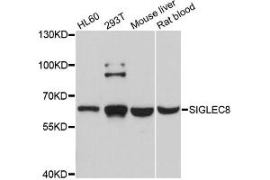 Western blot analysis of extracts of various cell lines, using SIGLEC8 antibody (ABIN5998806) at 1/1000 dilution. (SIGLEC8 anticorps)