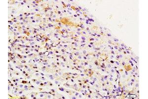 Formalin-fixed and paraffin embedded rat pancreas labeled with Rabbit Anti Integrin Alpha 3 + Beta 1 Polyclonal Antibody, Unconjugated  at 1:200 followed by conjugation to the secondary antibody and DAB staining (Integrin Alpha3, Beta1 (AA 976-1025) anticorps)