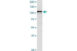 Western Blotting (WB) image for anti-Importin 5 (IPO5) (AA 1-100) antibody (ABIN561620)