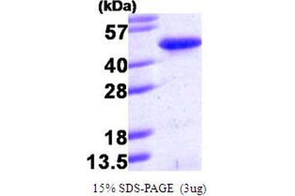 PINX1 Protein (AA 1-328) (His tag)