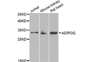 Western blot analysis of extracts of various cell lines, using ADIPOQ antibody (ABIN5971370) at 1/1000 dilution. (ADIPOQ anticorps)