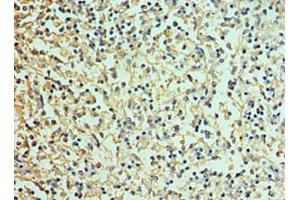 Immunohistochemistry of paraffin-embedded human spleen tissue using ABIN7161506 at dilution of 1:100 (alpha Defensin 1 anticorps  (AA 1-94))