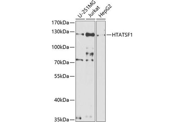 HTATSF1 anticorps  (AA 1-270)