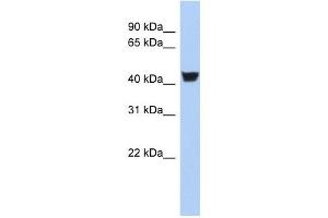 TH antibody (70R-10442) used at 0. (TH anticorps  (N-Term))