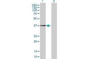 Western Blot analysis of PEX19 expression in transfected 293T cell line by PEX19 MaxPab polyclonal antibody. (PEX19 anticorps  (AA 1-299))