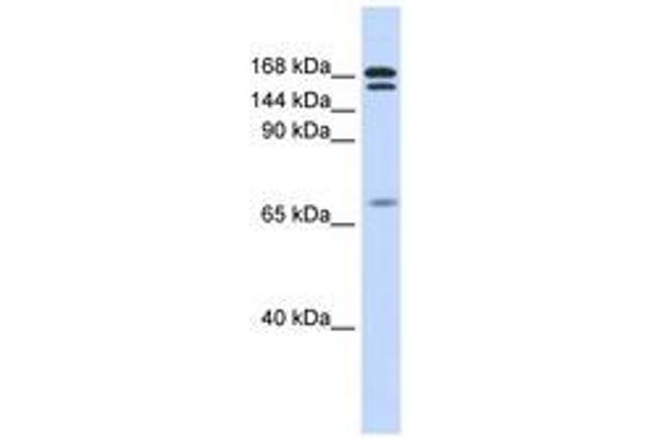 CUX2 anticorps  (AA 432-481)