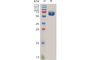 Human CD142 Protein, hFc Tag on SDS-PAGE under reducing condition. (Tissue factor Protein (AA 33-251) (Fc Tag))