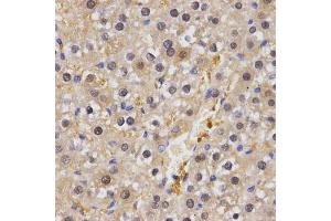 Immunohistochemistry of paraffin-embedded rat liver using HSF2 antibody. (HSF2 anticorps)