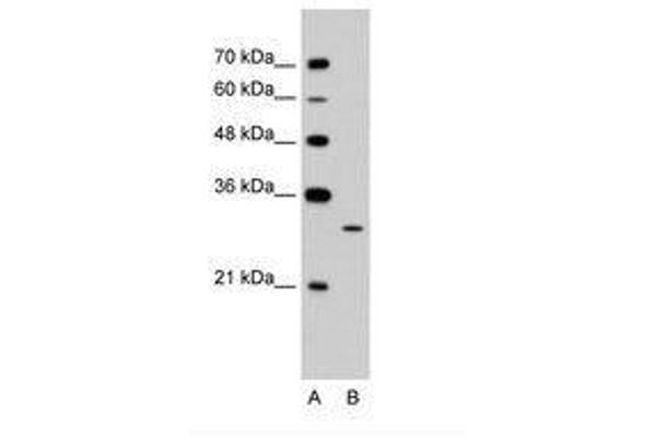 EGFL8 anticorps  (C-Term)