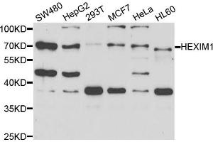 Western blot analysis of extracts of various cell lines, using HEXIM1 antibody. (HEXIM1 anticorps)