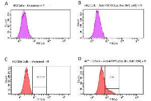 Fluorescence-activated cell sorting analysis using Mouse Anti-HSP70 Monoclonal Antibody, Clone 1H11: FITC conjugate . (HSP70 anticorps  (Atto 390))