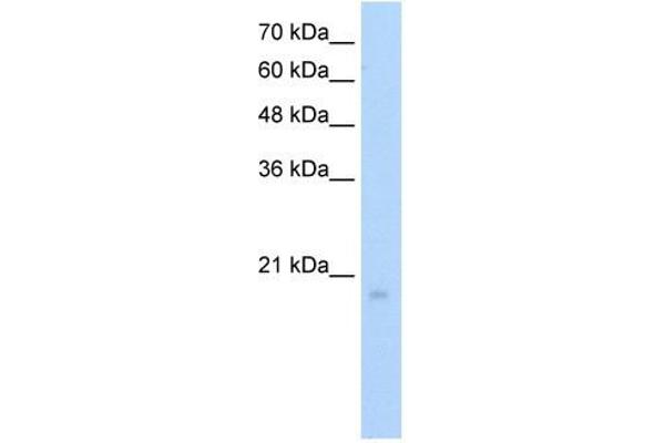 RGS8 anticorps  (N-Term)